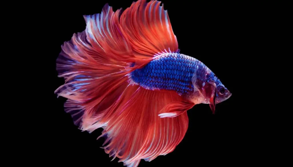 Clean Your Betta Fish Tank