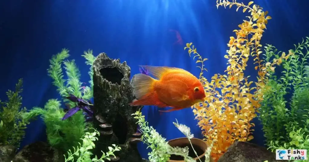 Clean a Fish Tank Glass