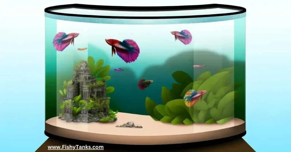 Best Betta Fish Tank 2024