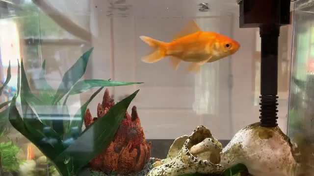 Do Fish Need a Filter To Survive