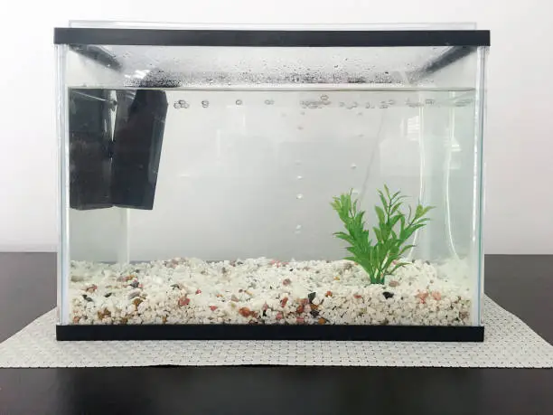 Fish Tank Water Good for Plants