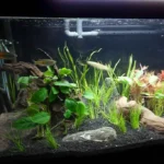 How Often Should The Carbon Filter Be Changed In a Fish Tank