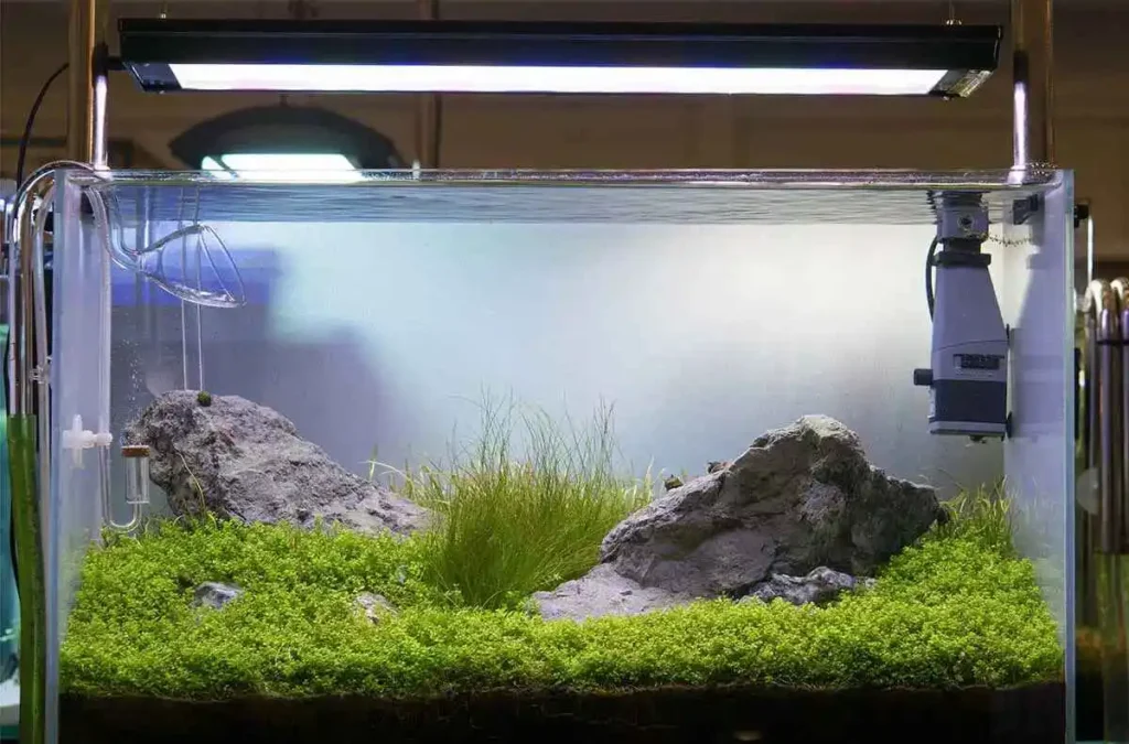 Long Can a Fish Tank Go Without Power