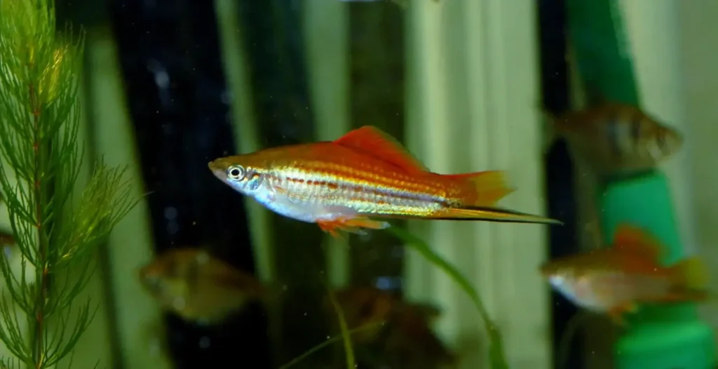 Platy Fish Have Disappeared From The Tank