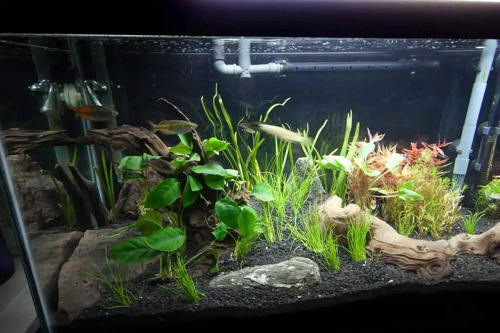 long can a fish tank go without a filter