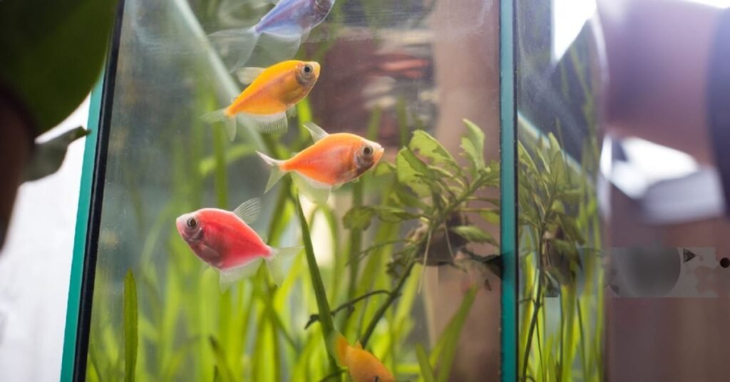 How to Clean Plastic Aquarium Decorations - A Step-by-Step Guide