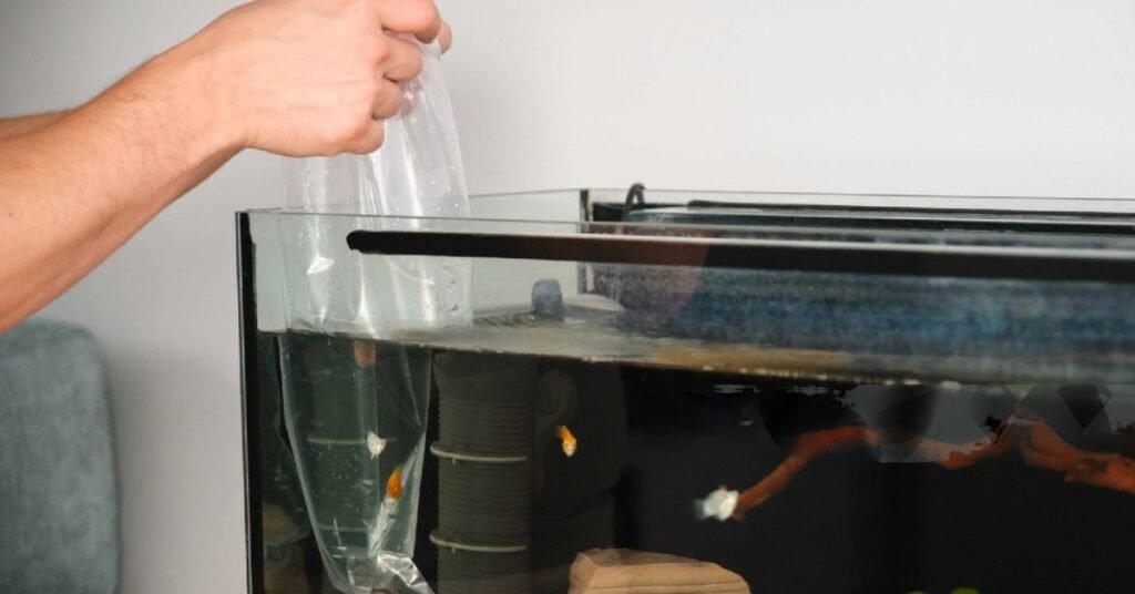 How to Clean Plastic Aquarium Decorations - A Step-by-Step Guide