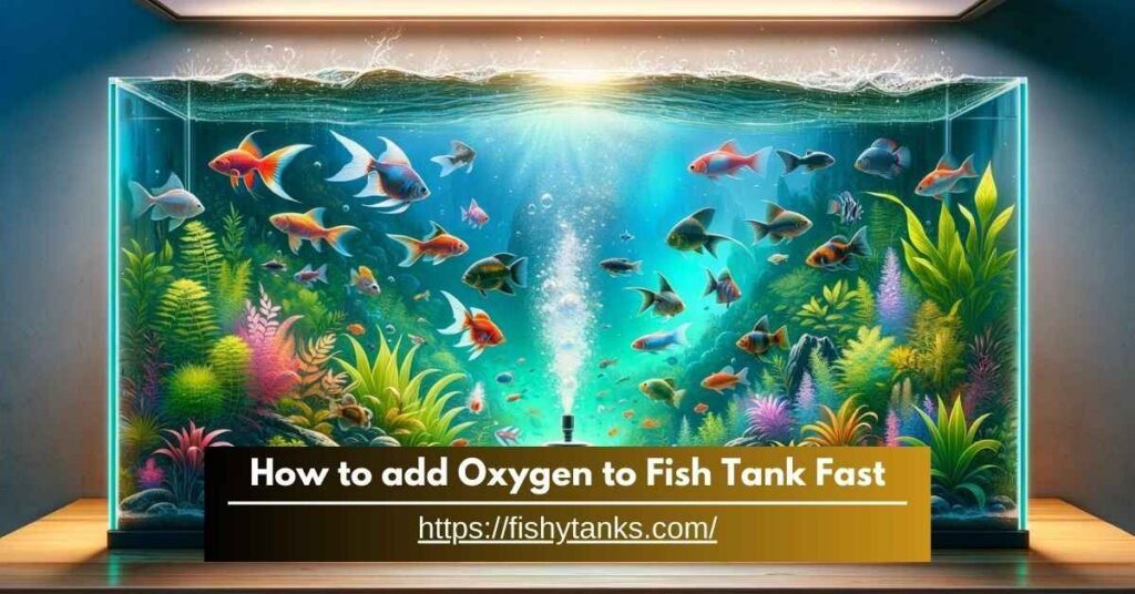 How to add Oxygen to Fish Tank Fast