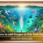 How to add Oxygen to Fish Tank Fast