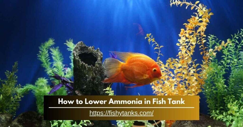 How to lower ammonia in fish tank