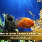 How to lower ammonia in fish tank