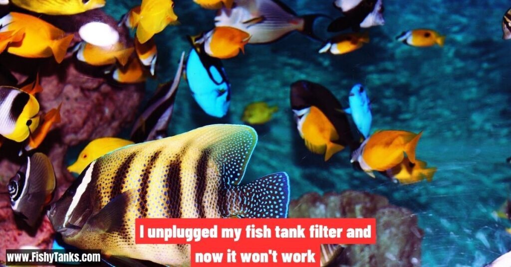 I Unplugged my Fish Tank Filter and now it won't work