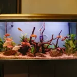 The Fish Tank Filter Motor is Not Working Troubleshooting Guide