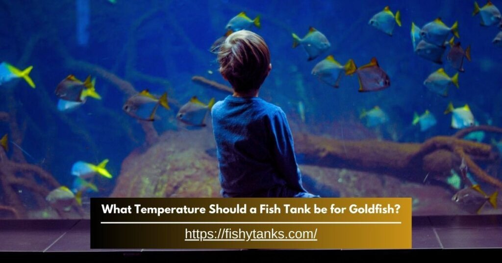 What Temperature Should a Fish Tank Be for Goldfish