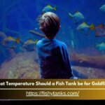 What Temperature Should a Fish Tank Be for Goldfish