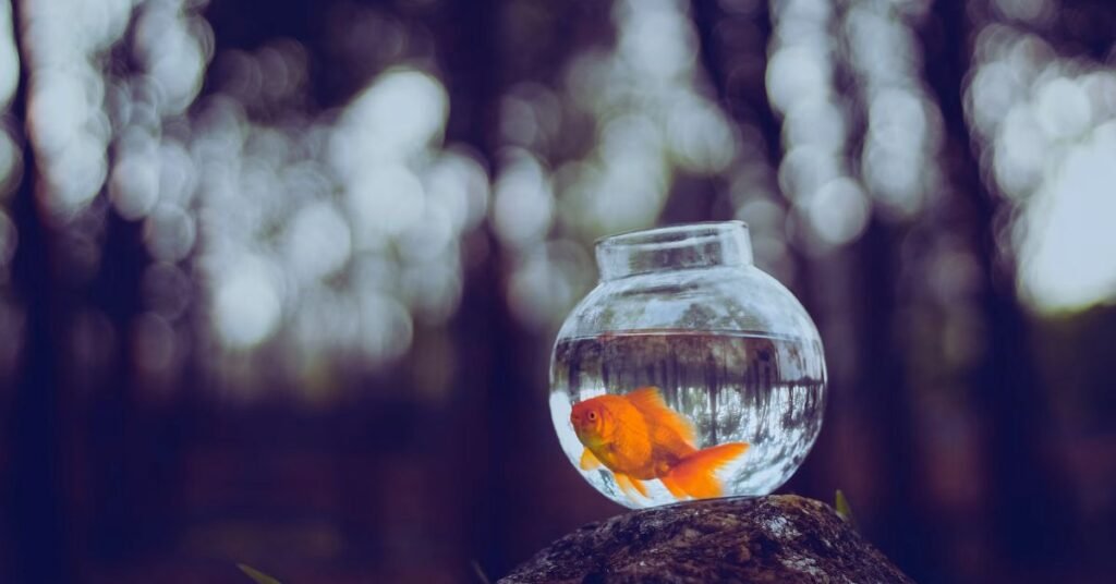 What Temperature Should a Fish Tank Be for Goldfish