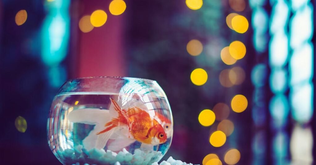 What Temperature Should a Fish Tank Be for Goldfish