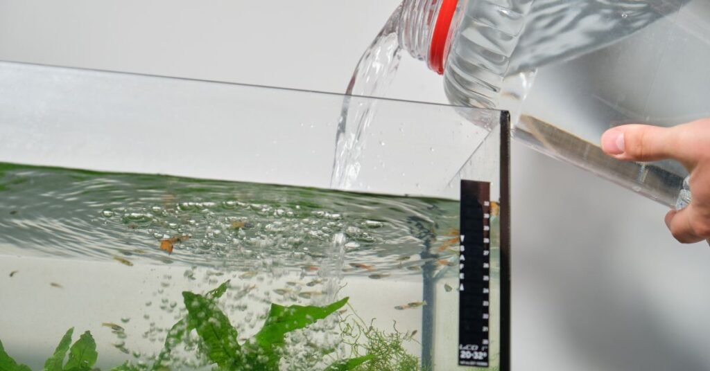 What Temperature of a Fish Tank is for Guppies