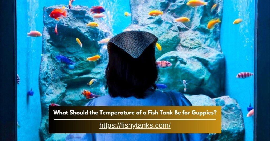 What Temperature of a Fish Tank is for Guppies