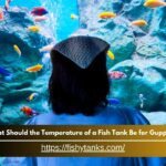 What Temperature of a Fish Tank is for Guppies