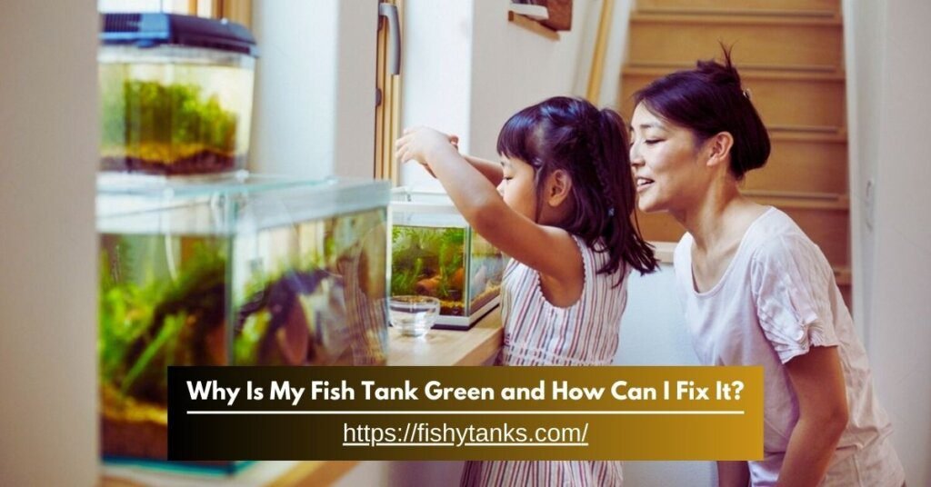 Why Is My Fish Tank Green and How Can I Fix It