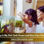 Why Is My Fish Tank Green and How Can I Fix It