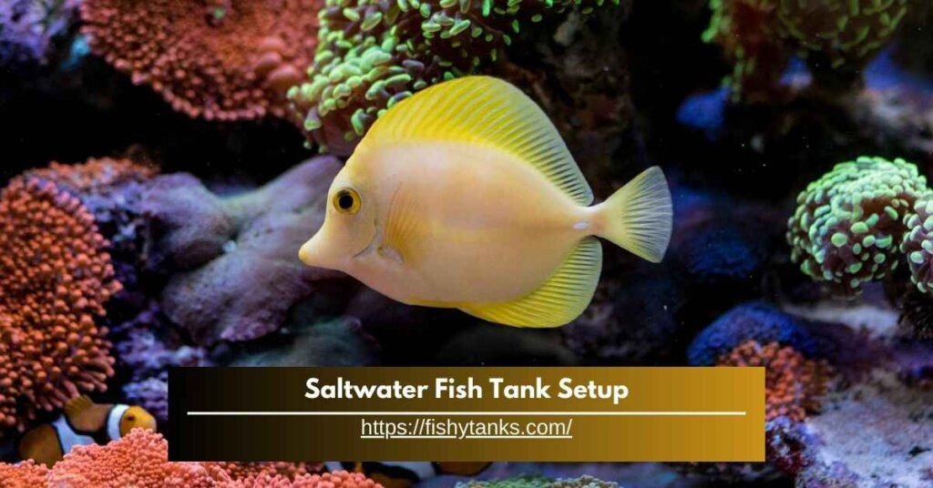 Easy Steps to Saltwater Fish Tank Setup