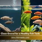 How To Cleaning Gravel for Fish Tank