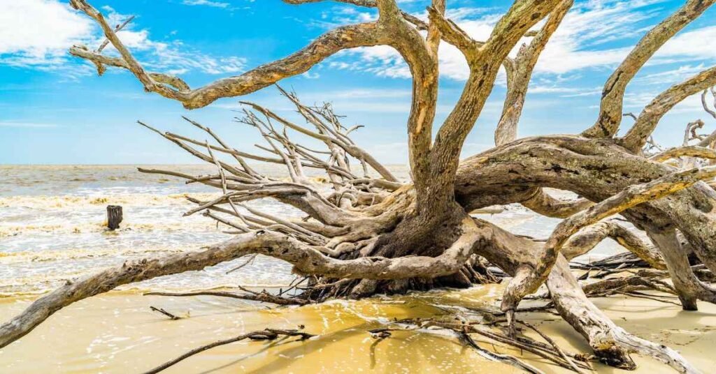 How to Prepare Driftwood for an Aquarium