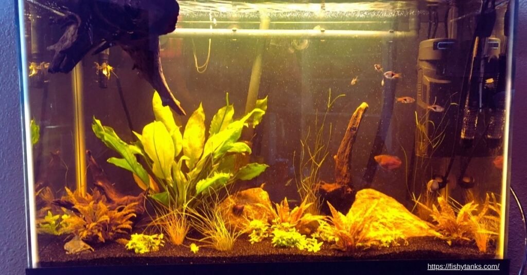 How to Remove Tannins from Aquarium Water