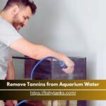 How to Remove Tannins from Aquarium Water