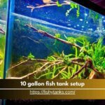 How to Set Up a 10-Gallon Fish Tank