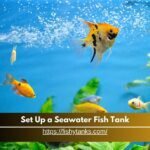 How to Set Up a Seawater Fish Tank