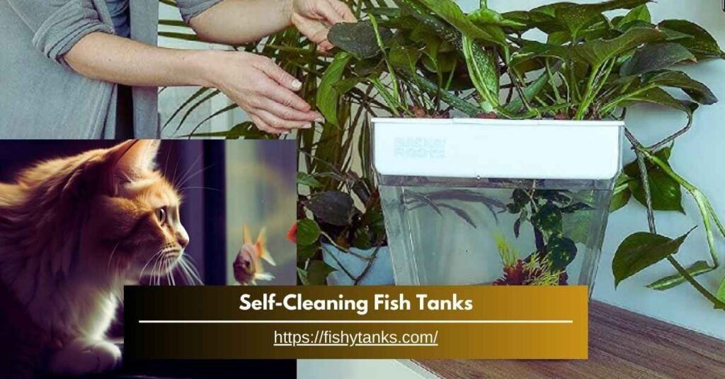 Self Cleaning Fish Tanks - The Easy Way to a Clean Aquarium