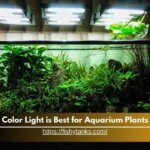 What Color Light is Best for Aquarium Plants?