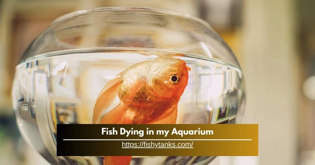 Why Are My Fish Dying in my Aquarium?