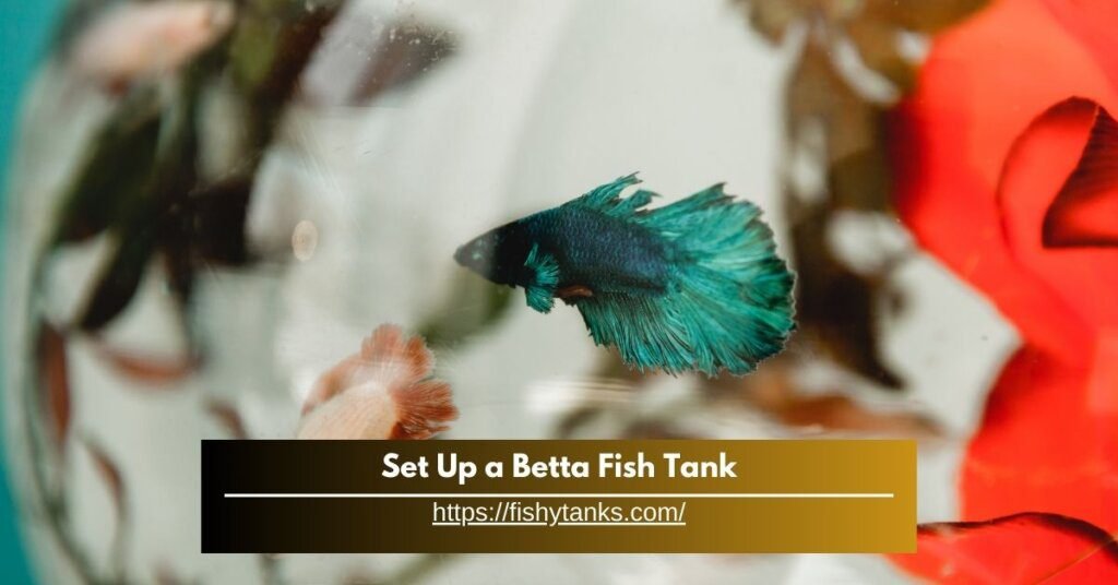 betta fish tank setup