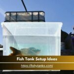 fish tank setup ideas