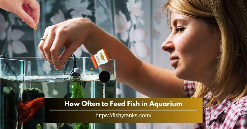 How Often to Feed Fish in Aquarium - Proper Feeding Guide