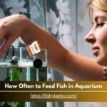 How Often to Feed Fish in Aquarium - Proper Feeding Guide