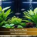 Live Aquarium Plants - Tips and Trick