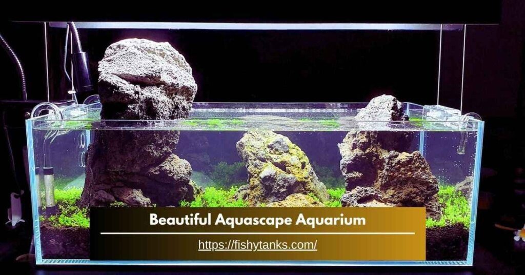 Step-By-Step Process_ How to Create a Beautiful Aquascape Aquarium