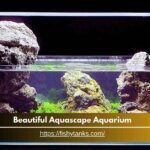 Step-By-Step Process_ How to Create a Beautiful Aquascape Aquarium