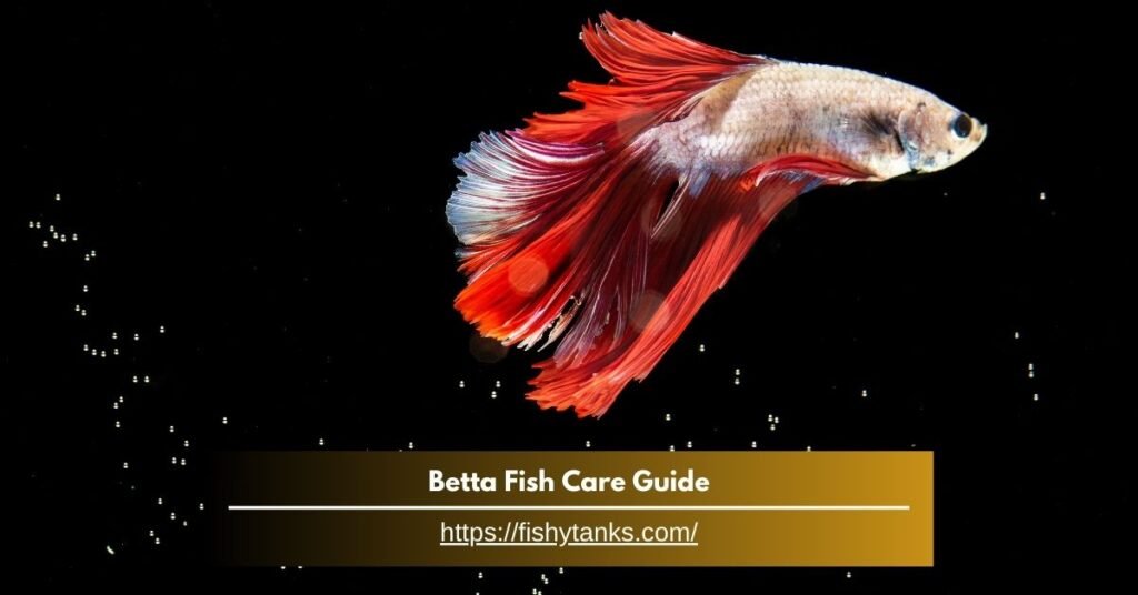 Betta Fish Care Guide - Unique Tips and Tricks