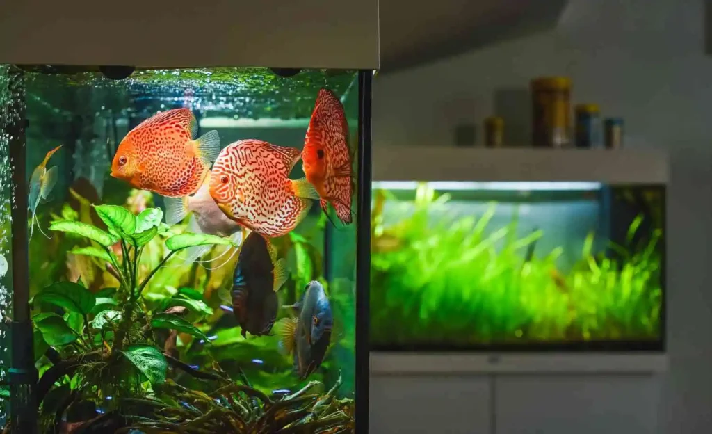 How to Setup 150 Gallon Fish Tank - Complete Step-By-Step Process