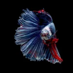 Drgaon Male Siamese Fighting Fish - Care and Complete Info