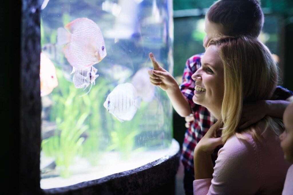 How to Create a Beautiful Fish Tank Live Display