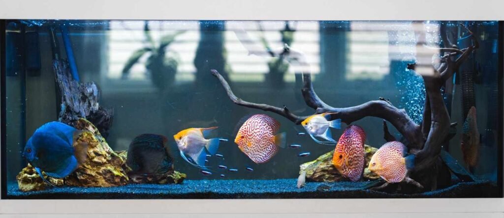 How to Create a Beautiful Fish Tank Live Display