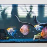 How to Create a Beautiful Fish Tank Live Display