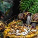 Perfect Nutrition for Snail - What Do Snail Eat in Aquarium